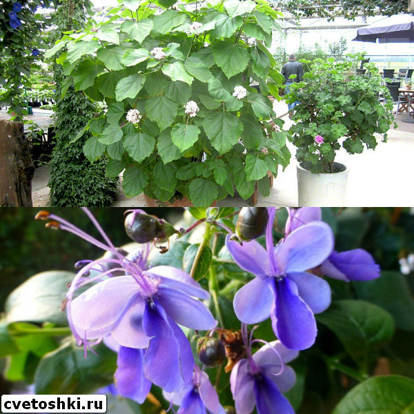 clerodendrum-1