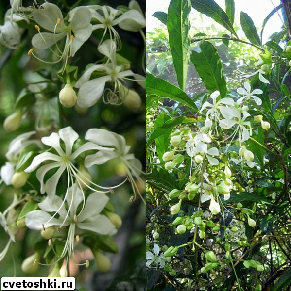 clerodendrum-wallichii-1