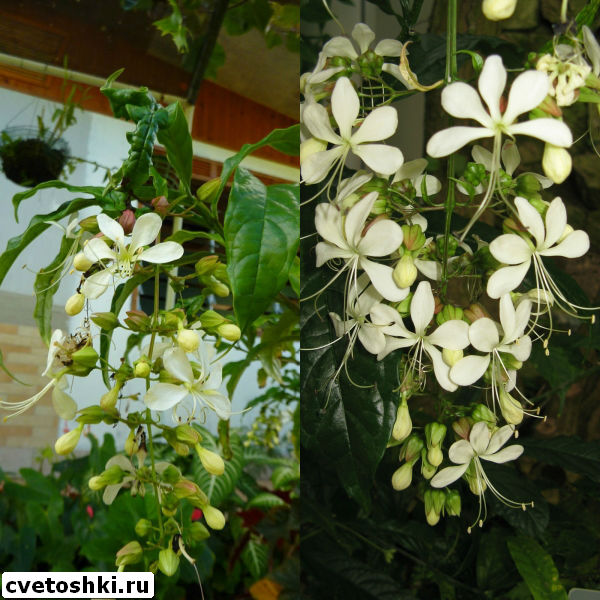 clerodendrum-wallichii-2