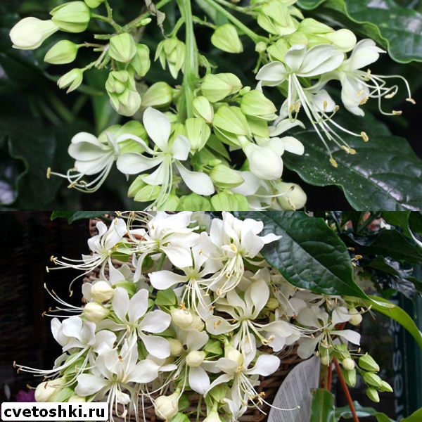 clerodendrum-wallichii-4