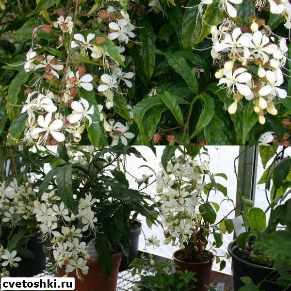 clerodendrum-wallichii-6