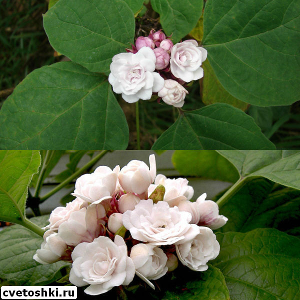 clerodendrum-philippinum-1