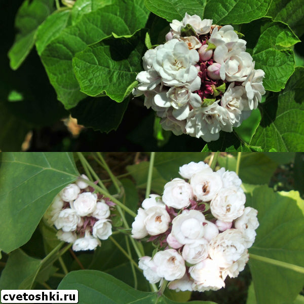 clerodendrum-philippinum-2