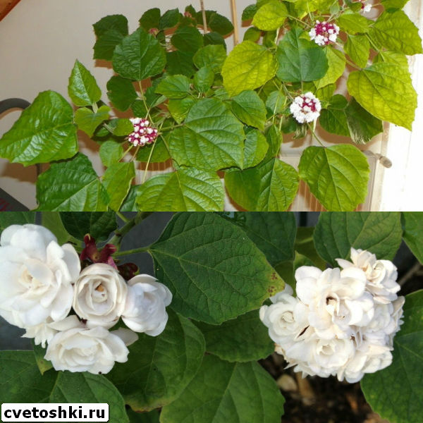 clerodendrum-philippinum-3