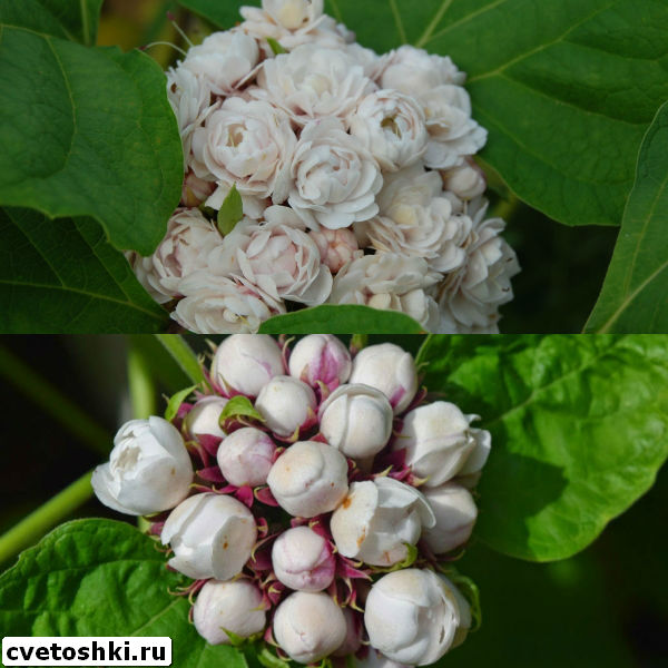 clerodendrum-philippinum-4