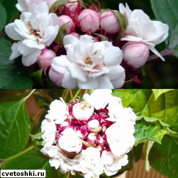 clerodendrum-philippinum-5