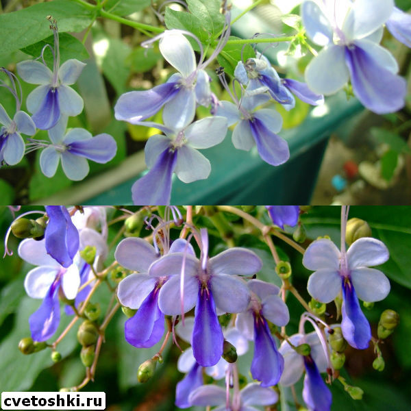 clerodendrum-ugandense-2