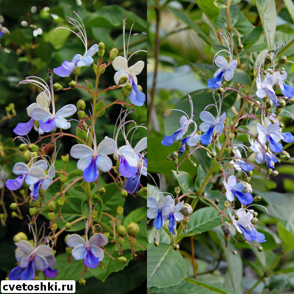 clerodendrum-ugandense-4