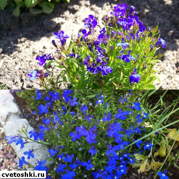 lobelia-erinus-2