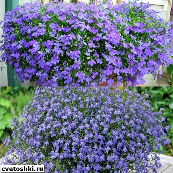 lobelia-erinus-pendula-2