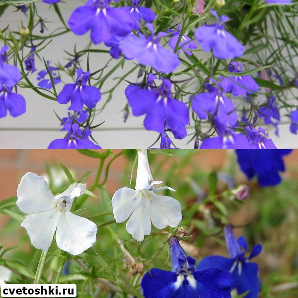 lobelia-erinus