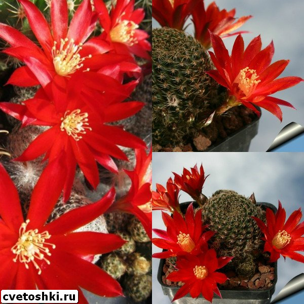 rebutia-heliosa-4