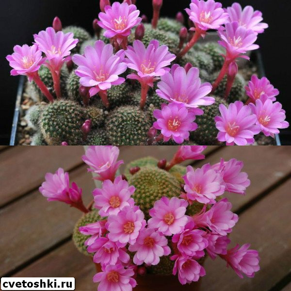 rebutia-perplexa-1