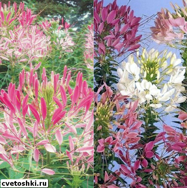 cleome-1