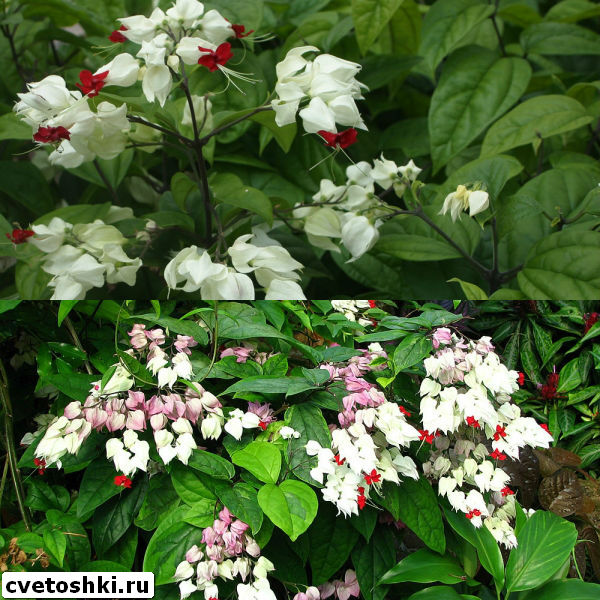 clerodendrum-thomsoniae-10