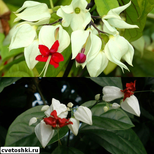 clerodendrum-thomsoniae-11