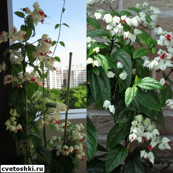 clerodendrum-thomsoniae-2