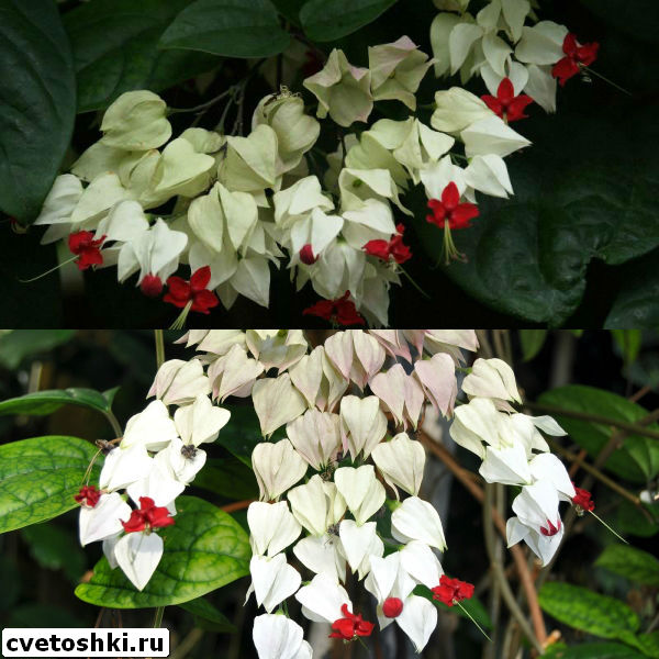 clerodendrum-thomsoniae-3