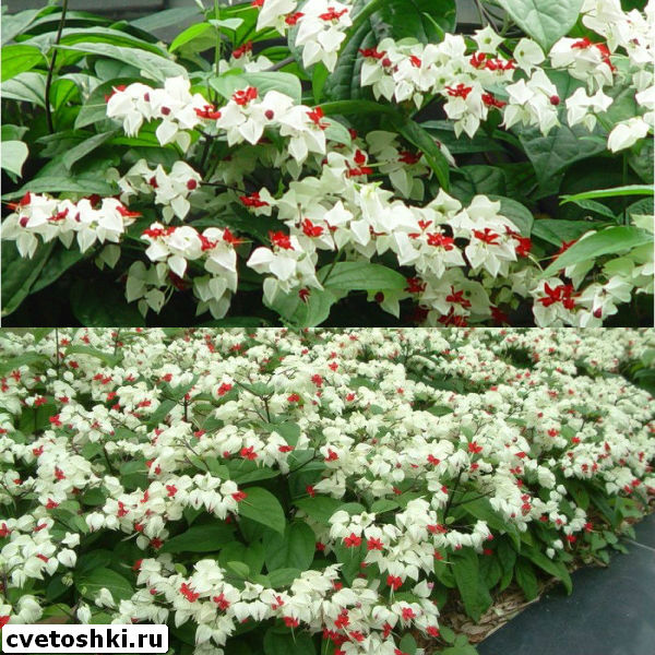 clerodendrum-thomsoniae-4