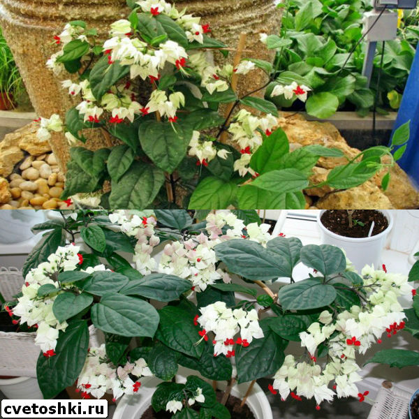 clerodendrum-thomsoniae-5