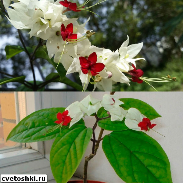 clerodendrum-thomsoniae-6