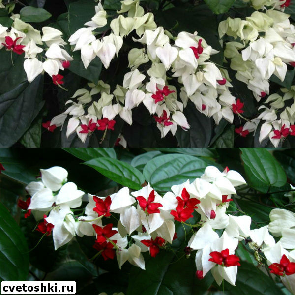 clerodendrum-thomsoniae-7