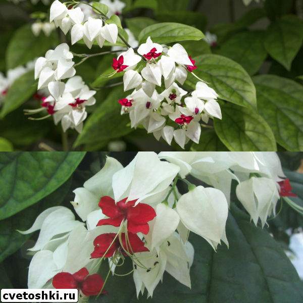 clerodendrum-thomsoniae-8