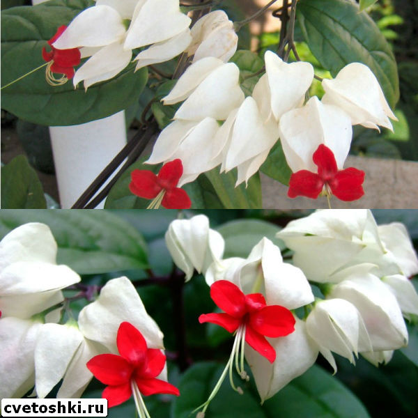 clerodendrum-thomsoniae-9