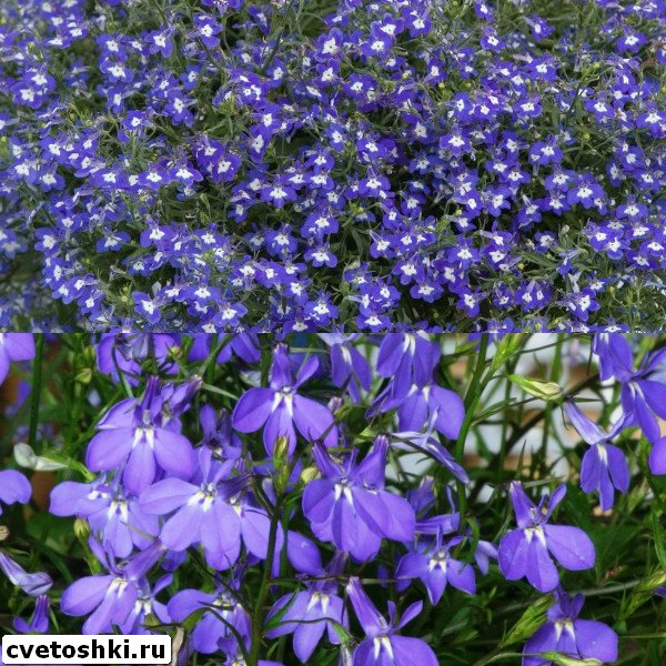 lobelia-sapphire-1