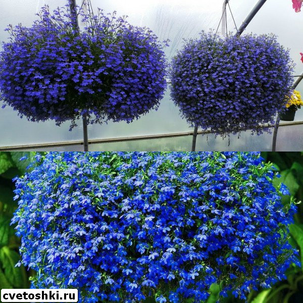 lobelia-sapphire-3