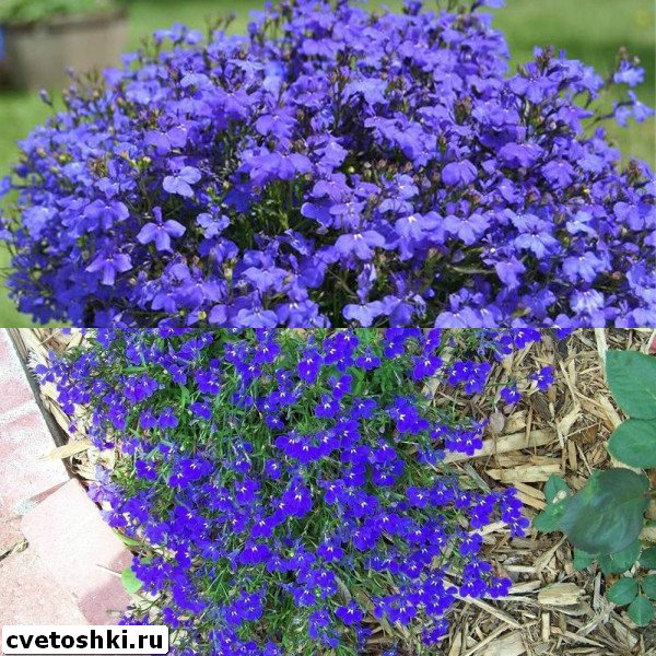 lobelia-sapphire-4