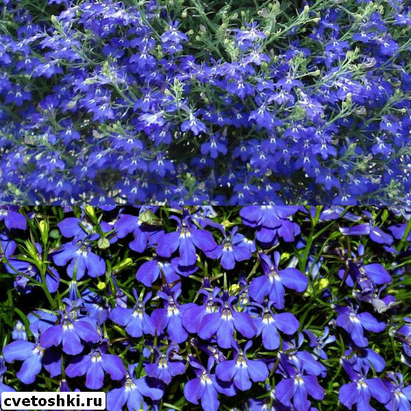 lobelia-sapphire-5