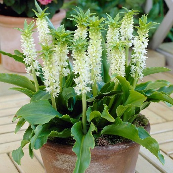 Ананасная лилия эукомис — уникальное растение в саду (с фото)