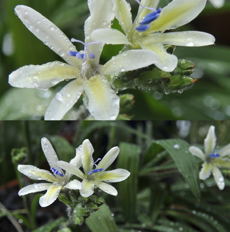 Цветок бабиана: фото, посадка и уход в открытом грунте