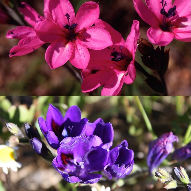 Цветок бабиана: фото, посадка и уход в открытом грунте