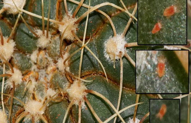 Белый налет на кактусе: почему появились белые комочки, точки, пух, как лечить