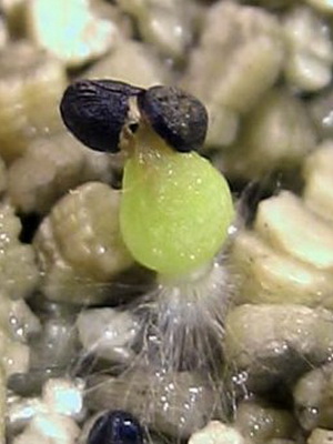 Как выращивать кактусы в домашних условиях из семян?