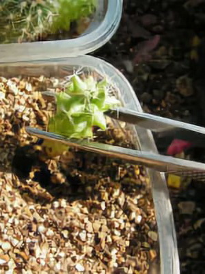 Как выращивать кактус из семян в домашних условиях?