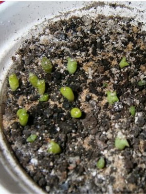 Как выращивать кактусы из семян в домашних?