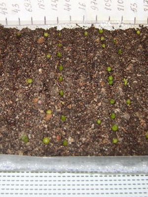 Как выращивать кактусы из семян в домашних?