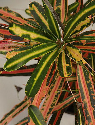 Растение С Разноцветными Листьями Название Фото