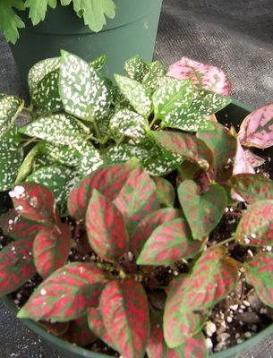Растения С Цветными Листьями Фото