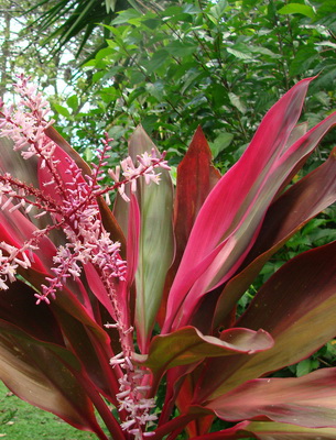 Комнатные цветы с красными листьями