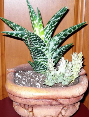 Пятнистое Комнатное Растение Фото