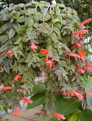 Комнатные Растения Фото И Названия Цветущие Красным