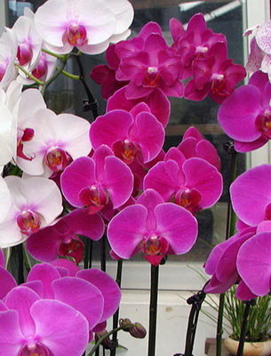 Орхидея Фото Цветов И Названия