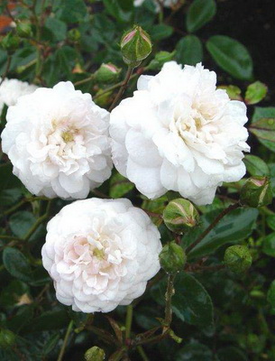 Карликовые розы: характеристика сортов, уход дома и в саду - Проект; Цветочки; для цветоводов начинающих и профессионалов