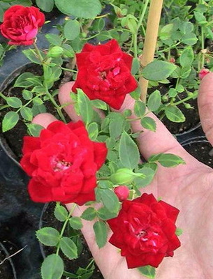 Карликовые розы: характеристика сортов, уход дома и в саду - Проект; Цветочки; для цветоводов начинающих и профессионалов