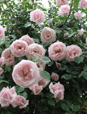 Плетистые Розы Фото С Названиями