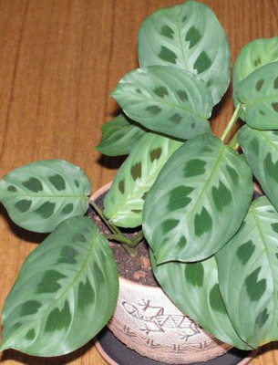 Растение С Пятнистыми Листьями Фото